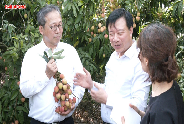 Đại sứ Nhật Bản khen vải thiều Thanh Hà ngon và ngọt